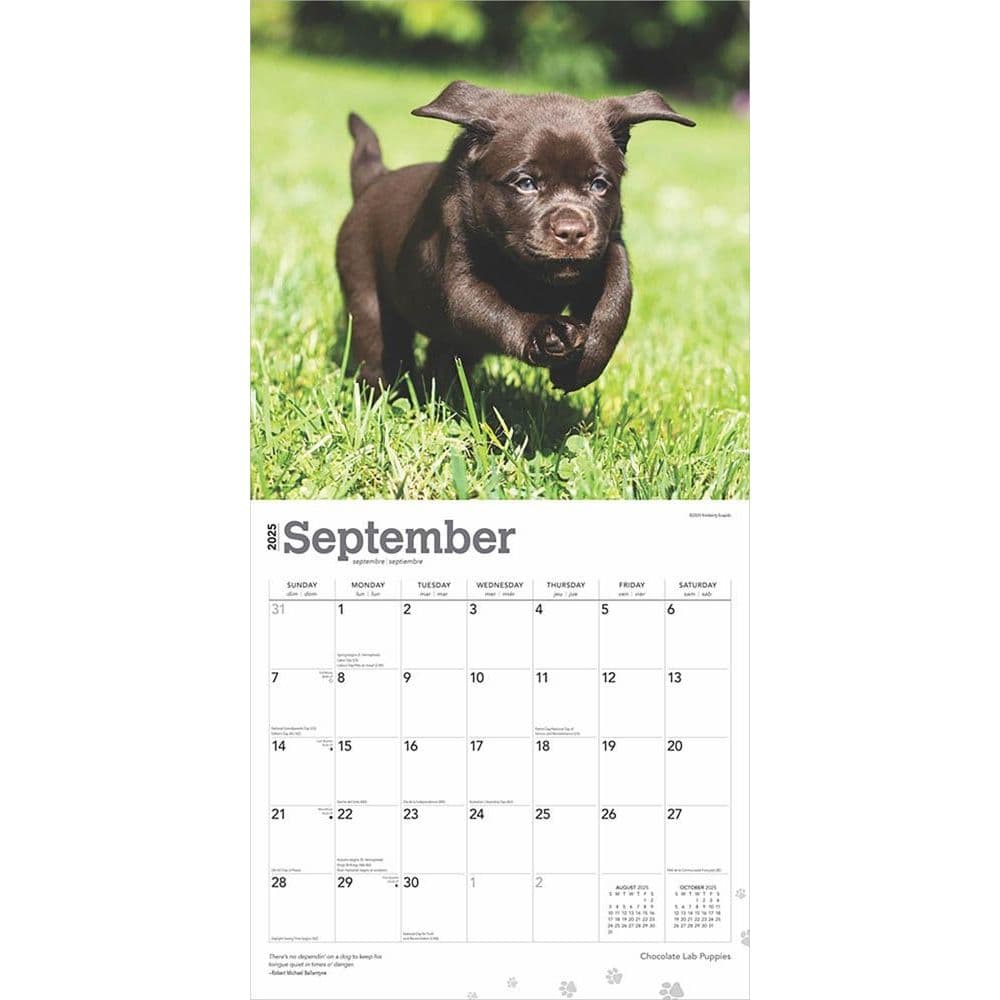 Chocolate Lab Retriever Puppies 2025 Wall Calendar Third Alternate Image