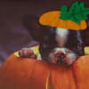 image Photo Puppy In Pumpkin Halloween Card Fifth Alternate Image width=&quot;1000&quot; height=&quot;1000&quot;