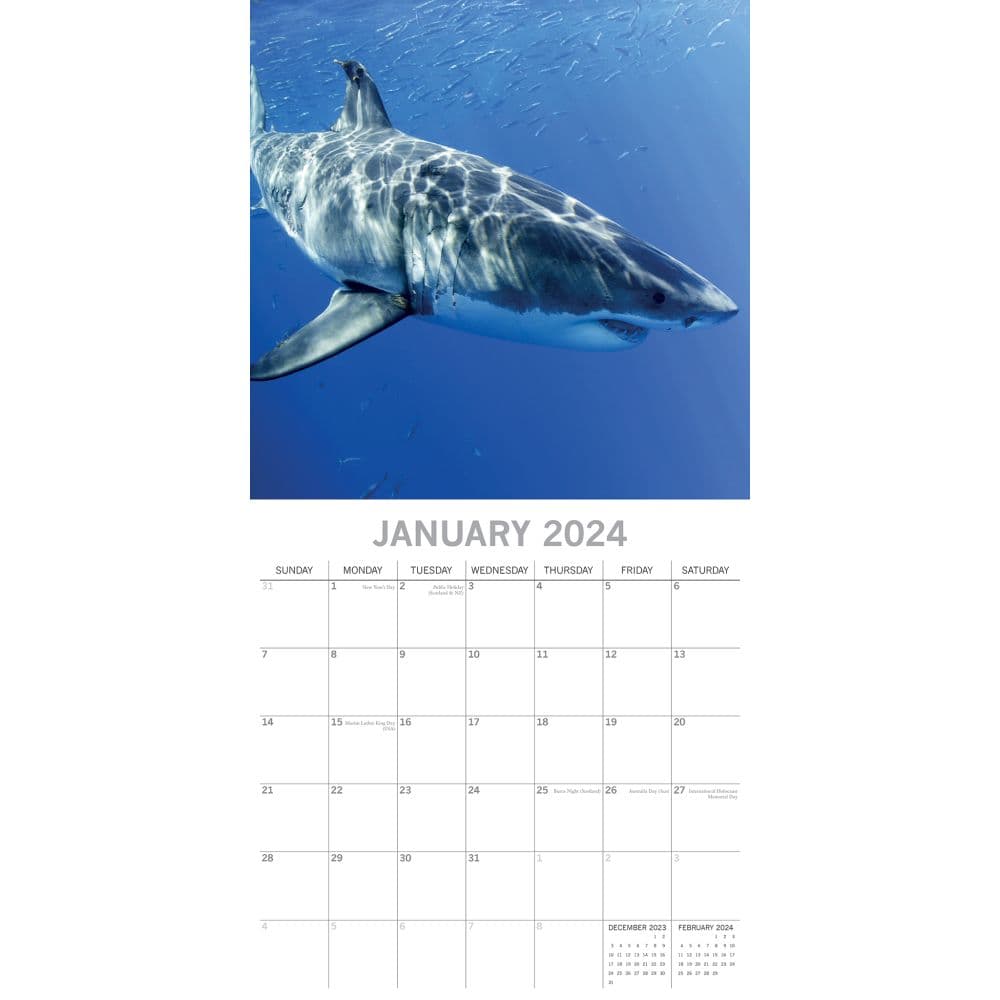 Sharks 2025 Wall Calendar