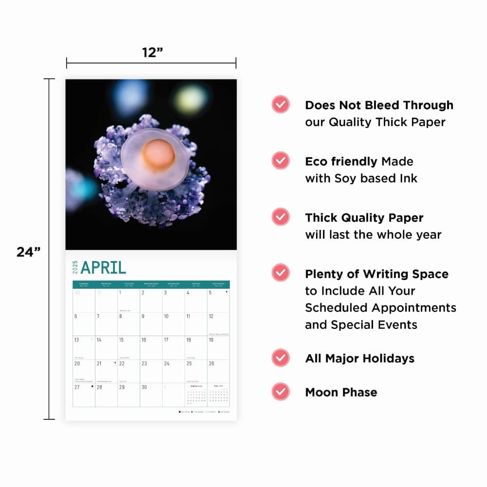Jellyfish Calendar 2025