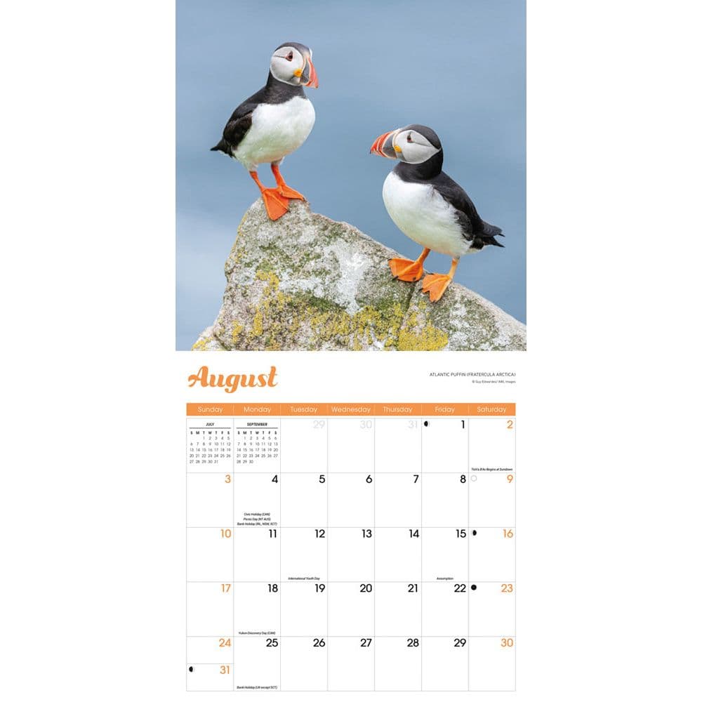 Puffins 2025 Wall Calendar Fourth Alternate Image width=&quot;1000&quot; height=&quot;1000&quot;