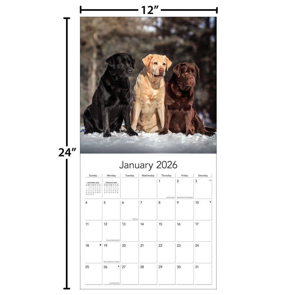 Labrador Retreivers Photo 2026 Wall Calendar_ALT5
