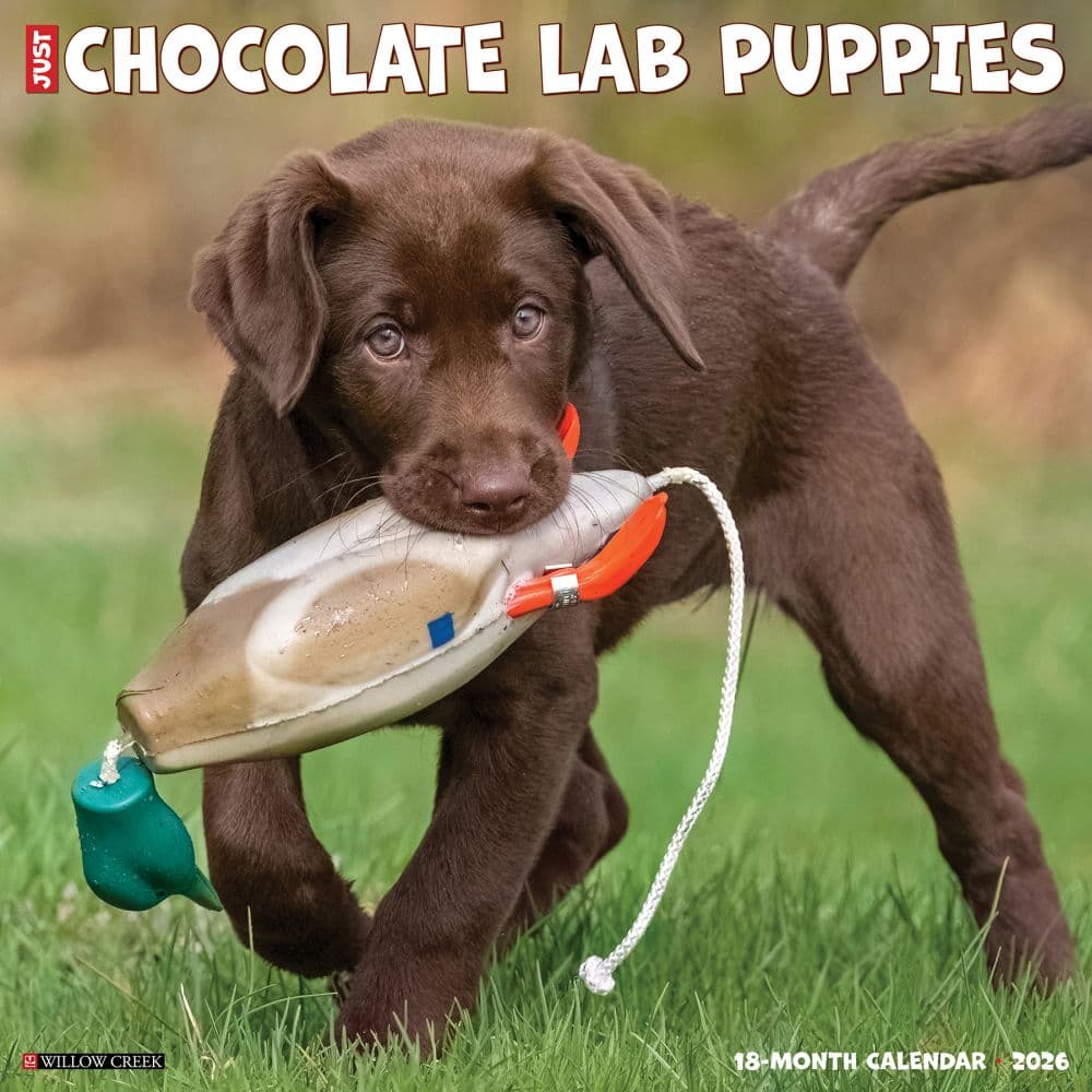 Just Chocolate Puppies 2026 Wall Calendar Main Image
