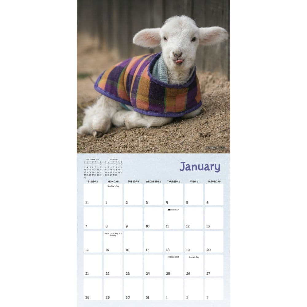 Lambies in Jammies 2024 Mini Wall Calendar Alternate Image 2
