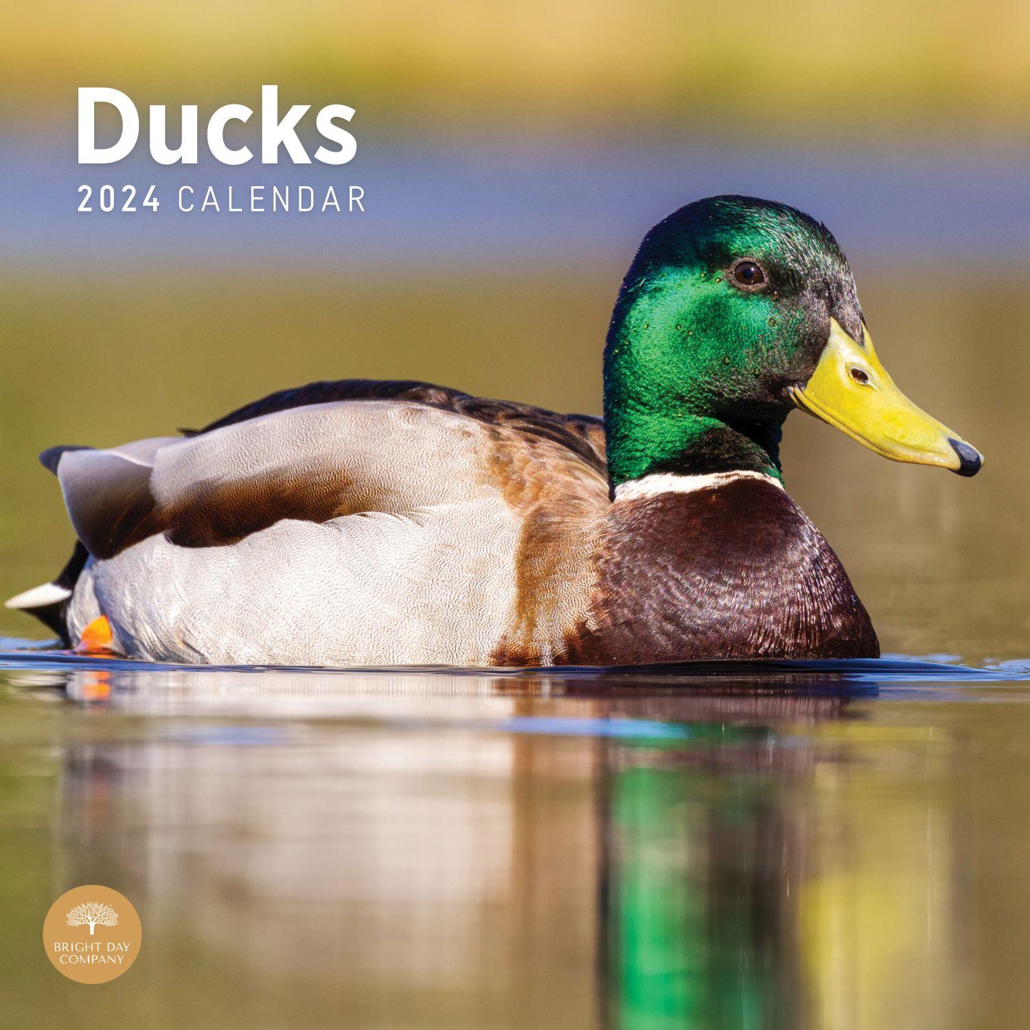 Ducks 2024 Wall Calendar - Calendars.com