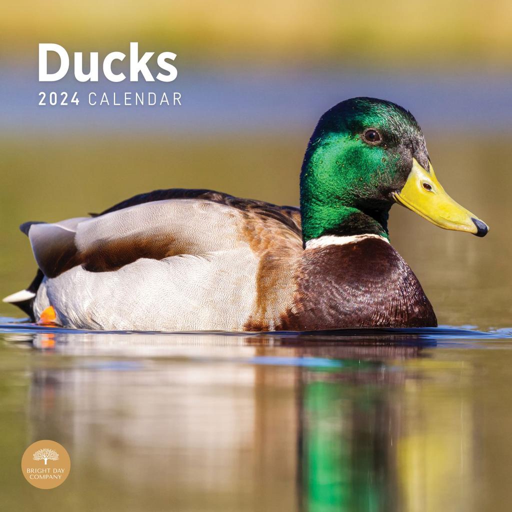 Ducks 2024 Wall Calendar Main Product Image width=&quot;1000&quot; height=&quot;1000&quot;