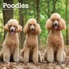 image Poodles 2025 Wall Calendar Main Product Image width=&quot;1000&quot; height=&quot;1000&quot;