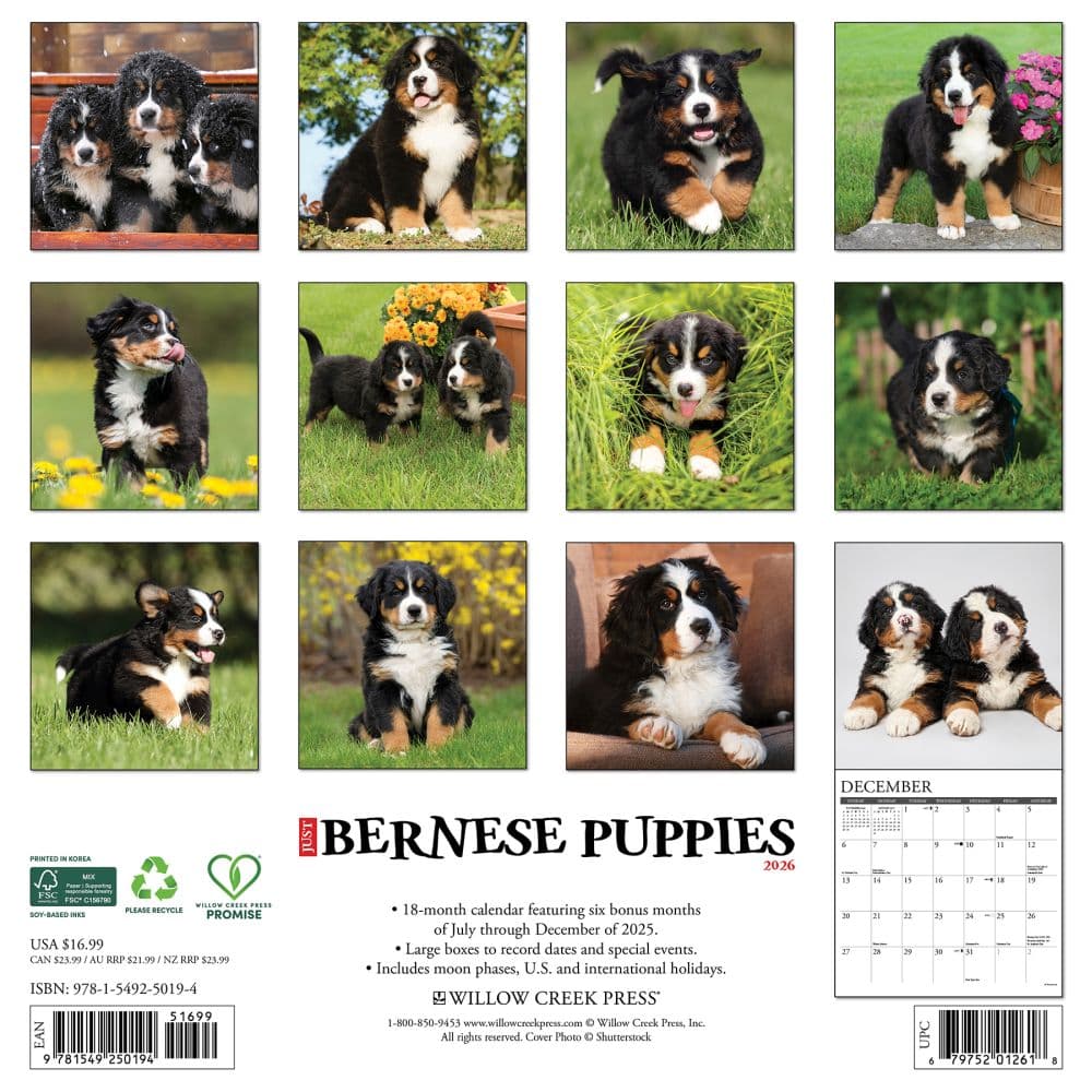 Just Bernese Mountain Puppies 2026 Wall Calendar First Alternate Image