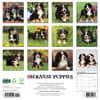 image Just Bernese Mountain Puppies 2026 Wall Calendar First Alternate Image