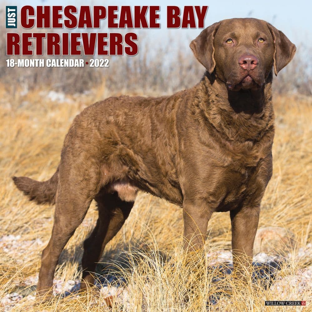 Just Chesapeake Bay Retrievers 2022 Wall Calendar