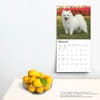 image American Eskimo Dogs 2024 Wall Calendar Third Alternate Image width=&quot;1000&quot; height=&quot;1000&quot;