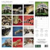 image Reptiles 2025 Wall Calendar