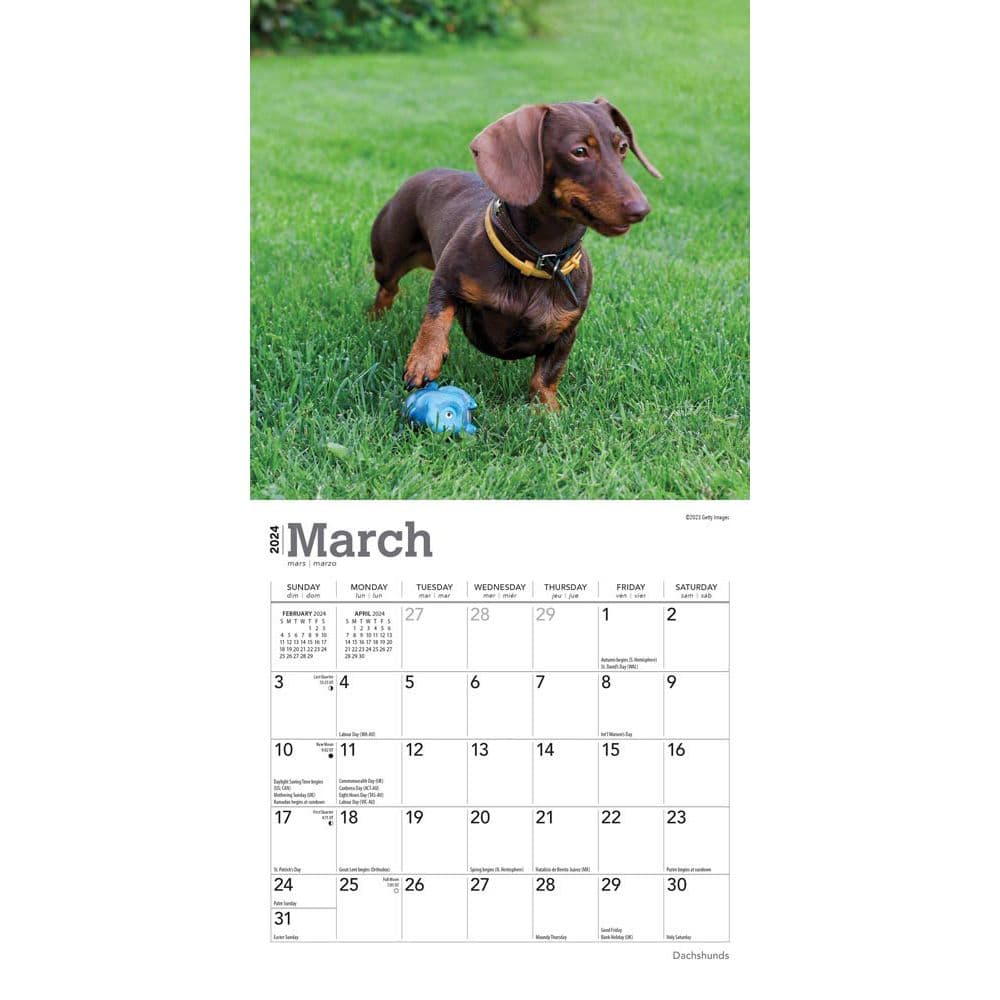 Dachshunds 2024 Mini Wall Calendar