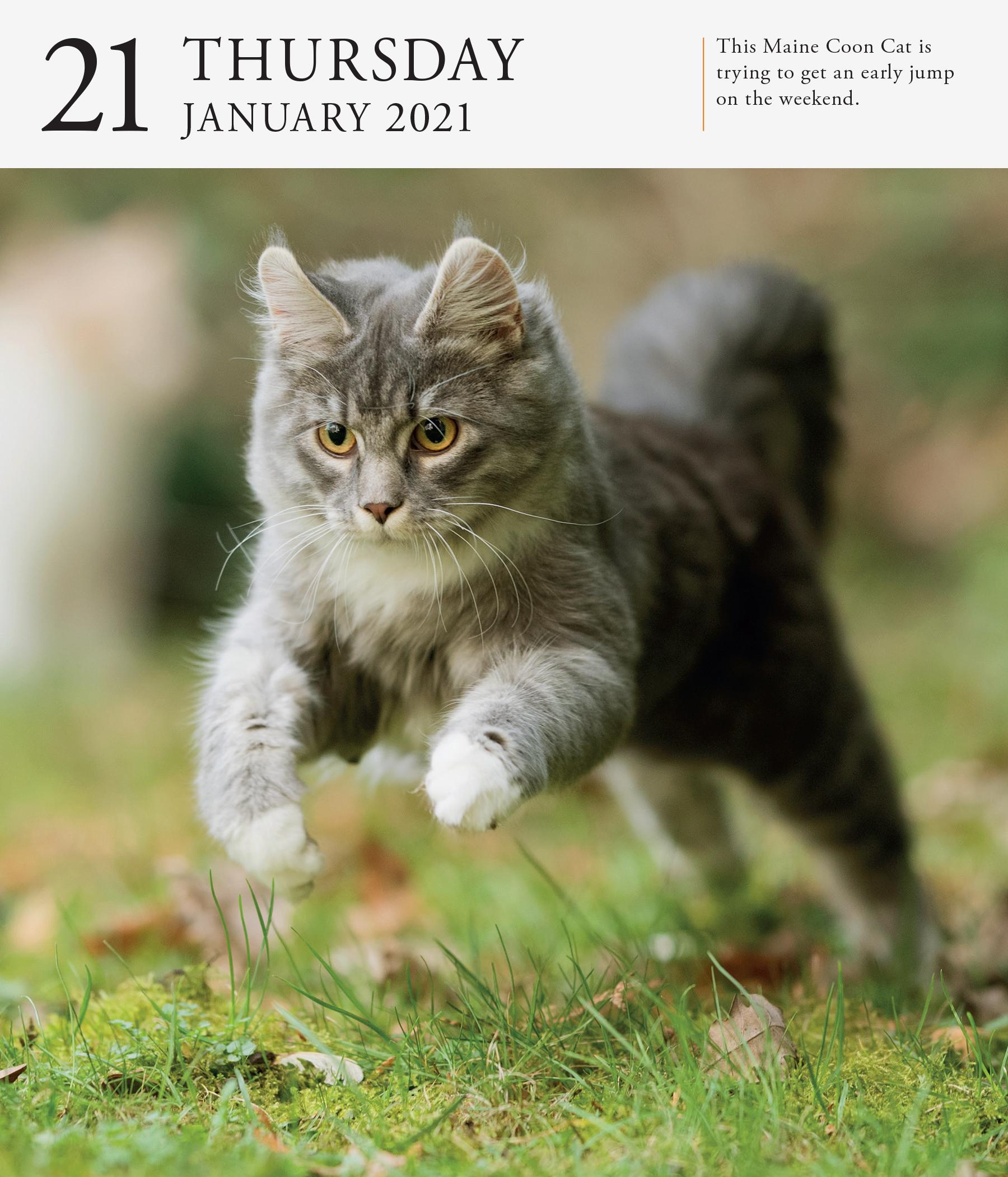 Cat Gallery Desk Calendar