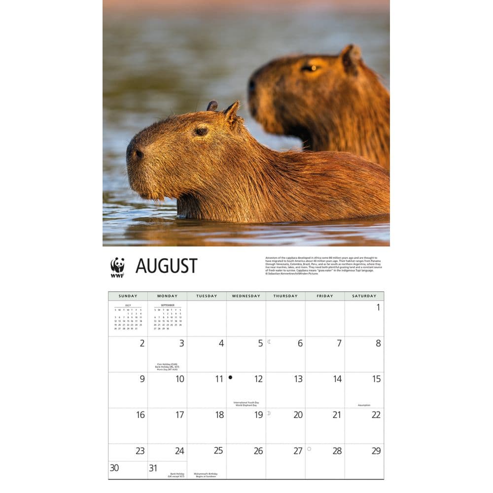 Capybara WWF 2026 Wall Calendar Third Alternate Image