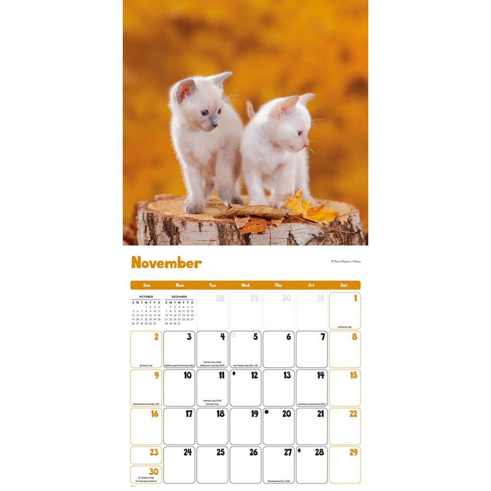 Kittens Curious 2025 Wall Calendar Fourth Alternate Image width=&quot;1000&quot; height=&quot;1000&quot;