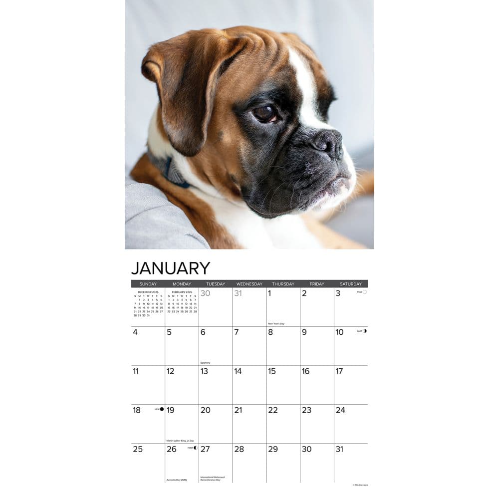 Just Boxer Puppies 2026 Wall Calendar Second Alternate Image