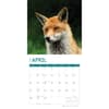 image Foxes 2024 Wall Calendar Second Alternate Image width=&quot;1000&quot; height=&quot;1000&quot;