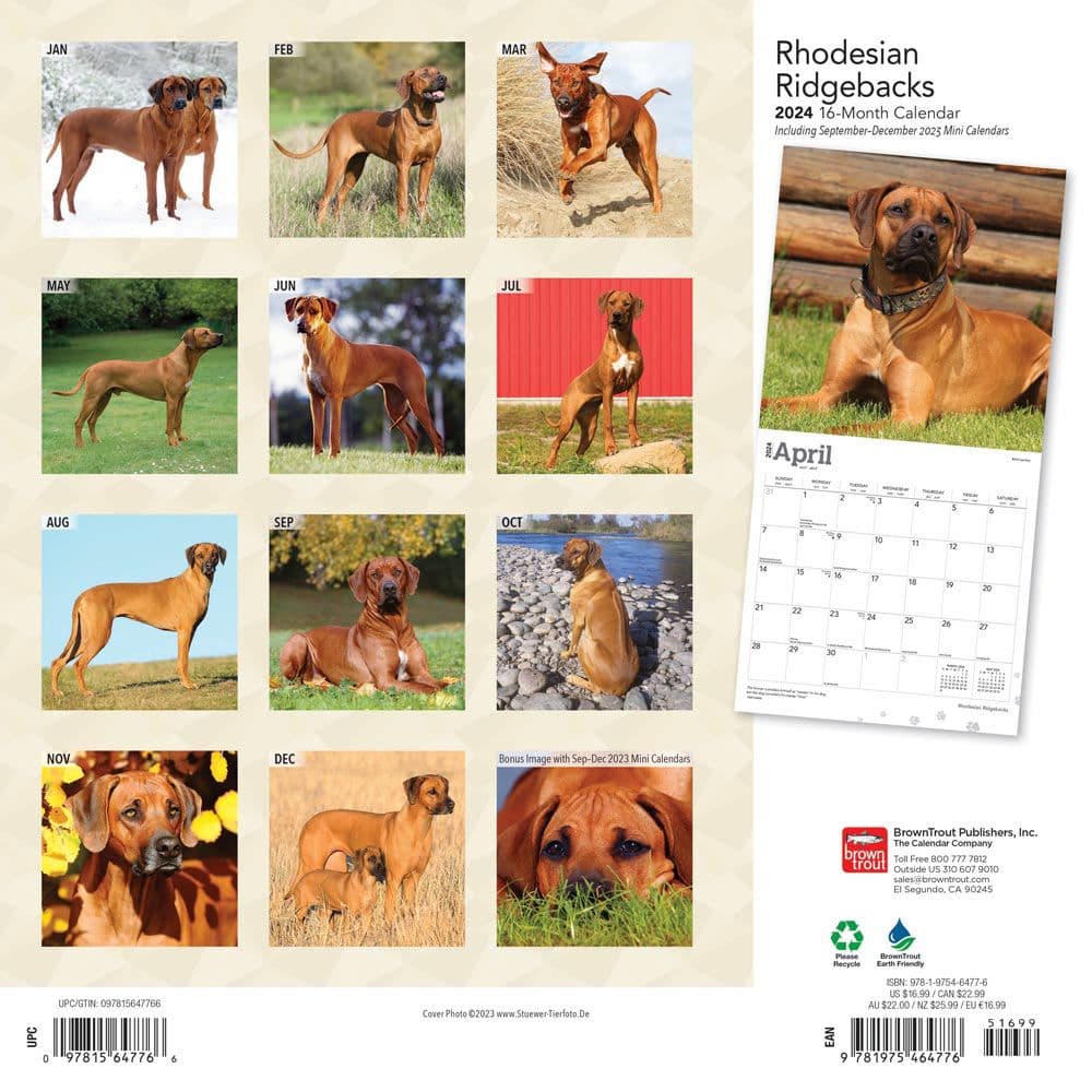 Rhodesian Ridgebacks 2024 Wall Calendar