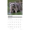 image Rascally Raccoons 2026 Wall Calendar Second Alternate Image