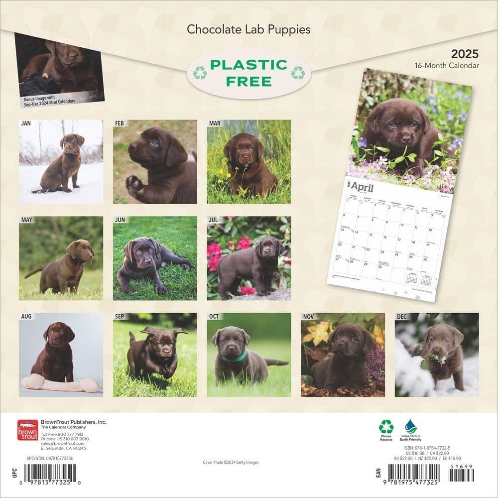 Chocolate Lab Retriever Puppies 2025 Wall Calendar First Alternate Image