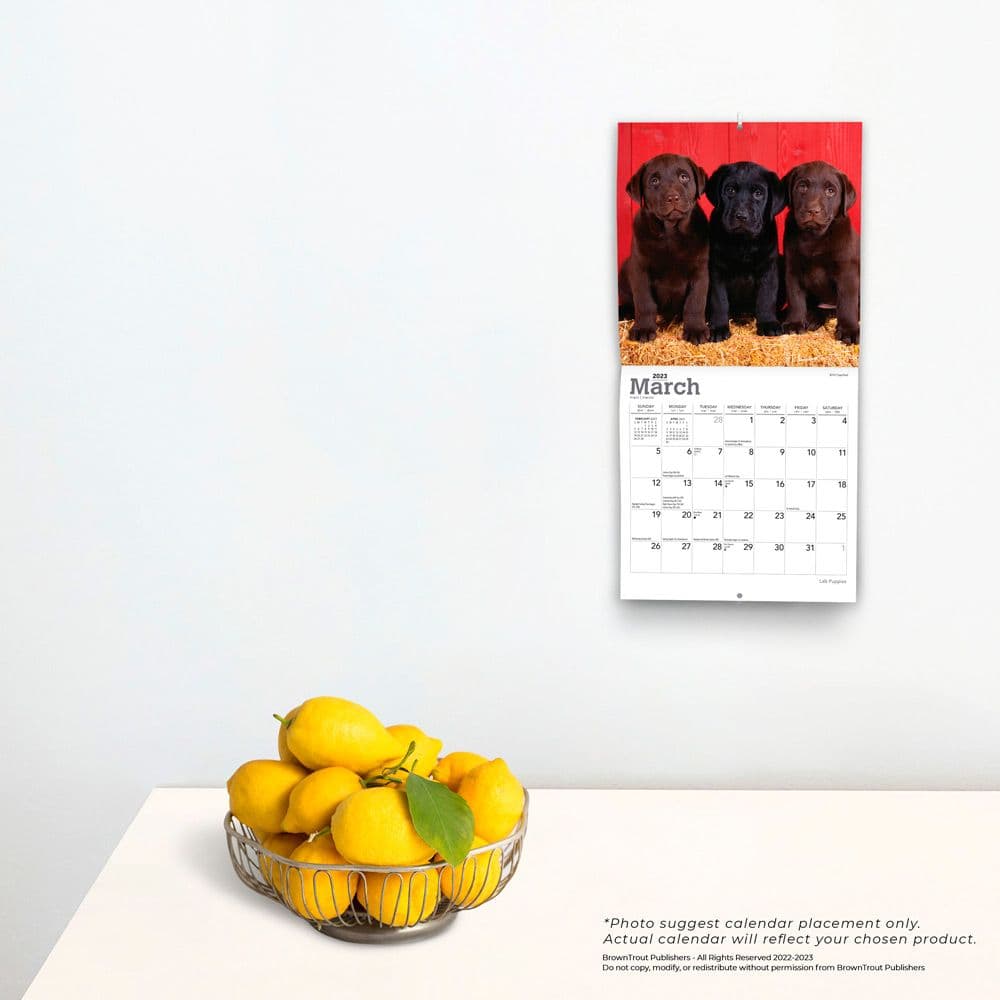 Lab Puppies 2023 Mini Wall Calendar 7x7 - Calendars.com