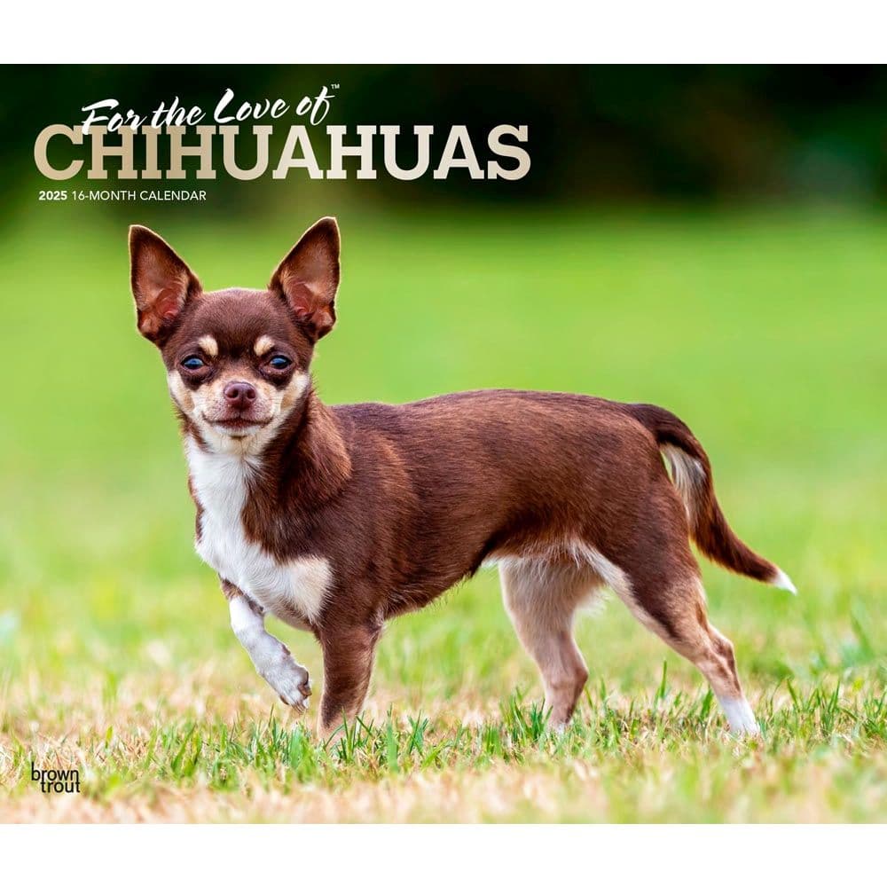 For the Love of Chihuahuas Deluxe 2025 Wall Calendar