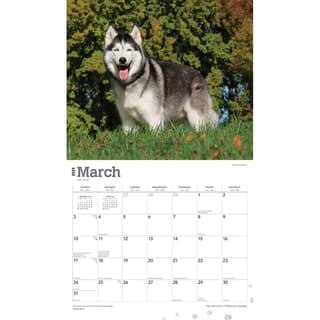 Siberian Huskies Deluxe 2024 Wall Calendar - Calendars.com