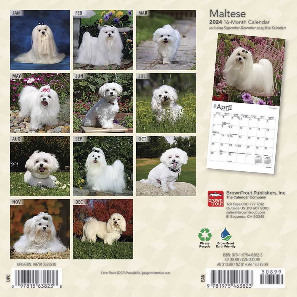 Maltese 2024 Mini Wall Calendar