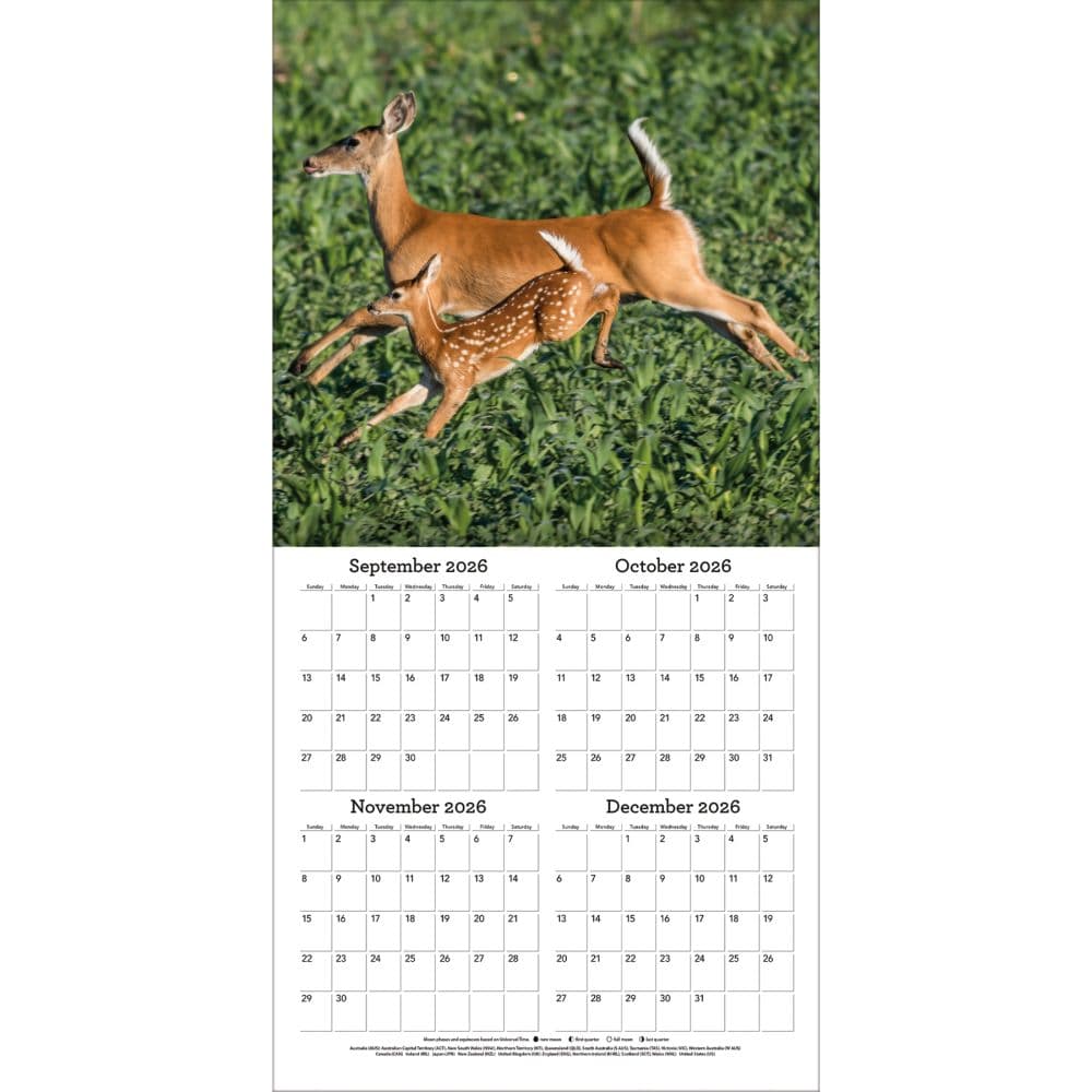 White Tailed Deer 2027 Wall Calendar Second Alternate Image