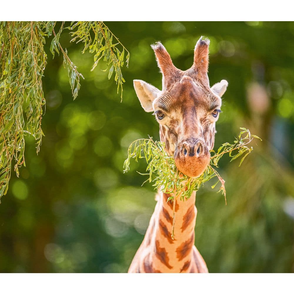Giraffes WWF 2025 Wall Calendar Third Alternate Image width=&quot;1000&quot; height=&quot;1000&quot;