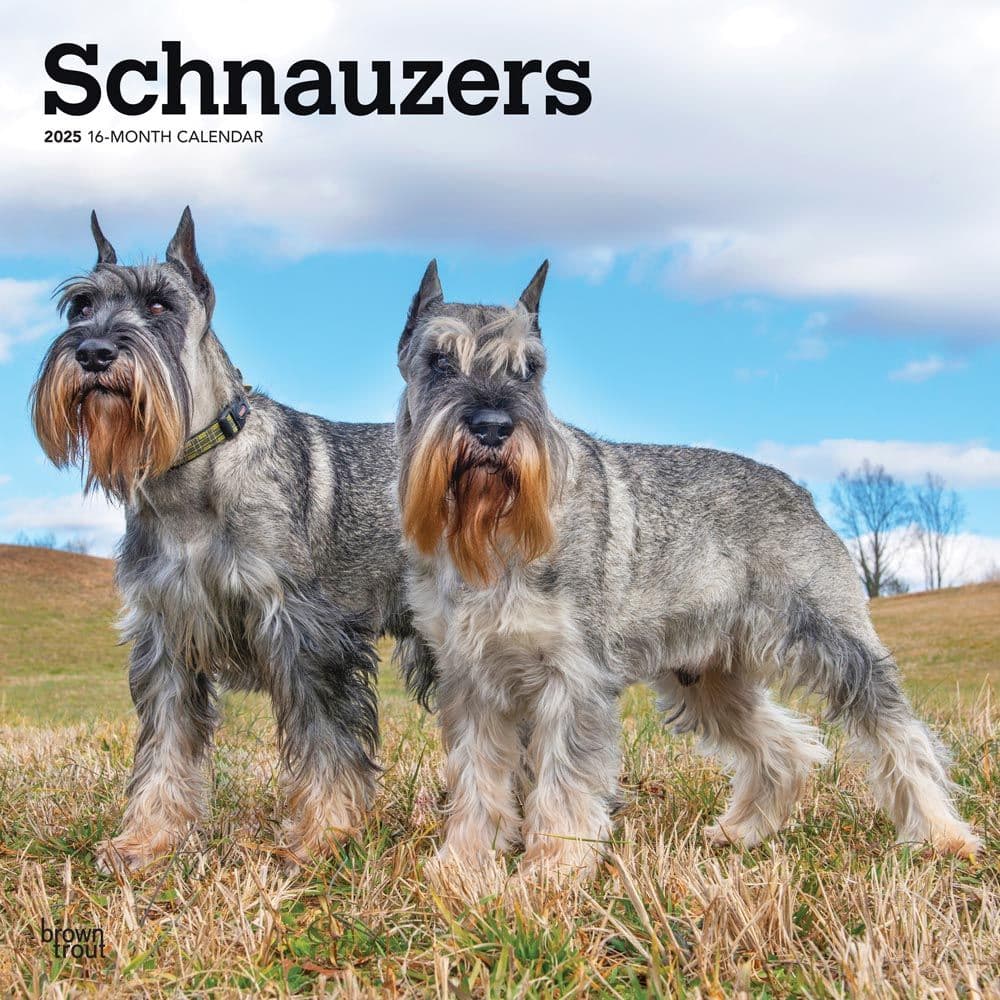 Schnauzers 2025 Wall Calendar