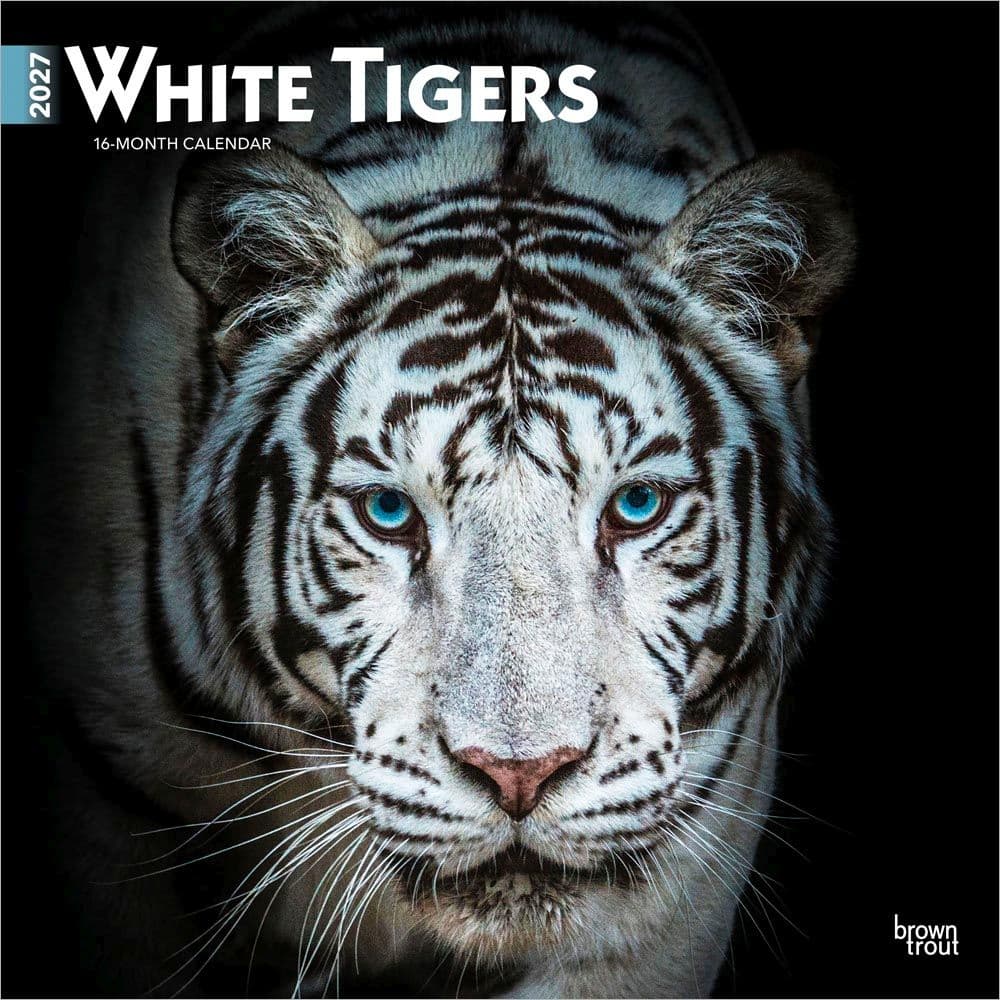 White Tigers 2027 Wall Calendar