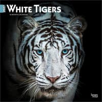 image White Tigers 2027 Wall Calendar Main Product Image