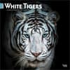 image White Tigers 2027 Wall Calendar Main Product Image