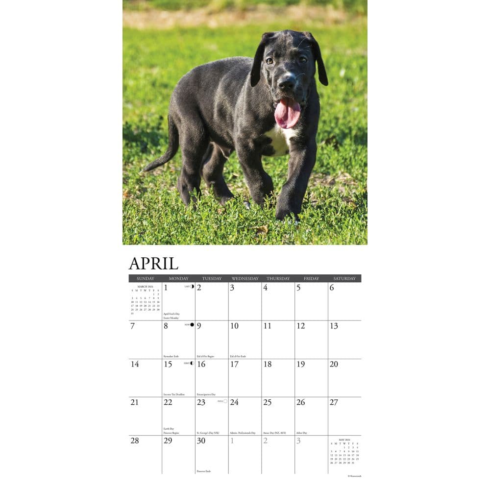 Great Dane Puppies 2024 Wall Calendar