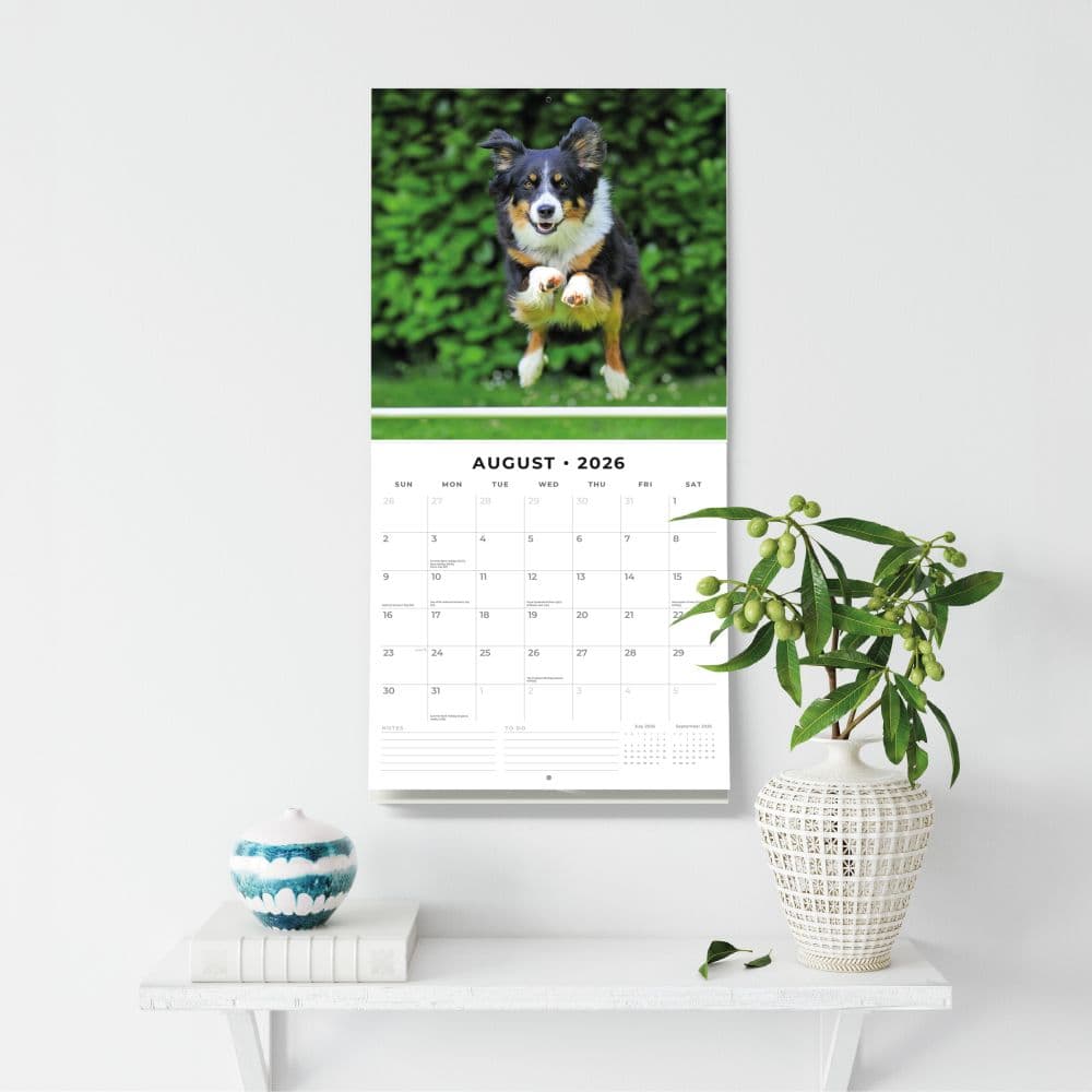 Border Collies 2026 Wall Calendar Third Alternate Image