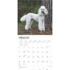 image Poodles 2025 Wall Calendar Second Alternate Image width=&quot;1000&quot; height=&quot;1000&quot;