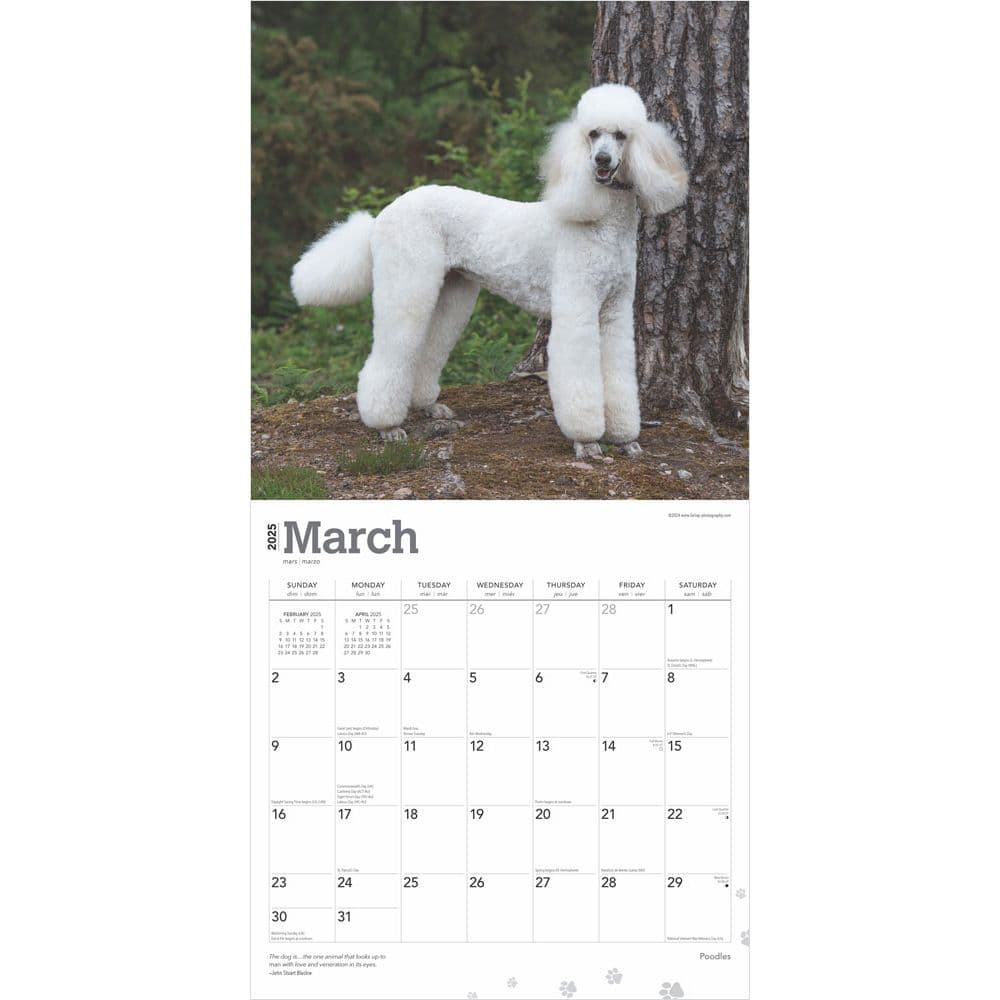 Poodles 2025 Wall Calendar Second Alternate Image width=&quot;1000&quot; height=&quot;1000&quot;