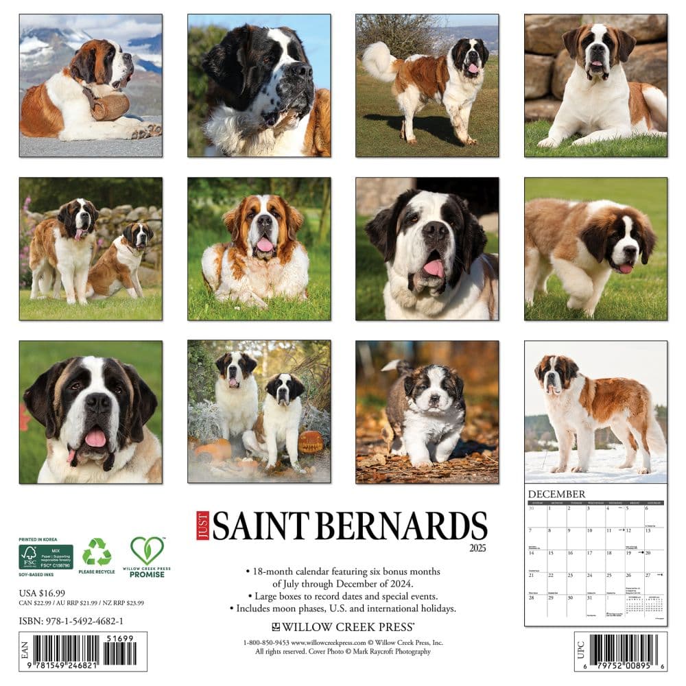 Saint Bernards 2025 Wall Calendar First Alternate  Image width=&quot;1000&quot; height=&quot;1000&quot;