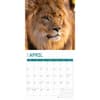 image Lions 2025 Wall Calendar Second Alternate Image width="1000" height="1000"