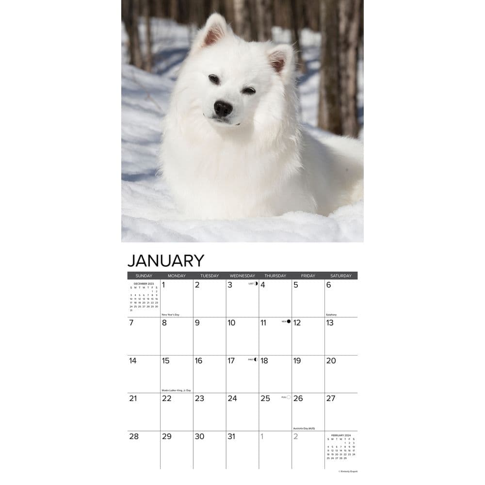 Just American Eskimo Dogs 2024 Wall Calendar