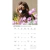 image Just Labradoodles 2026 Wall Calendar Fourth Alternate Image