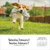 image Dogs And Puppies 2025 Desk Calendar Second Alternate Image