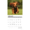 image Longhaired Dachshunds 2026 Wall Calendar