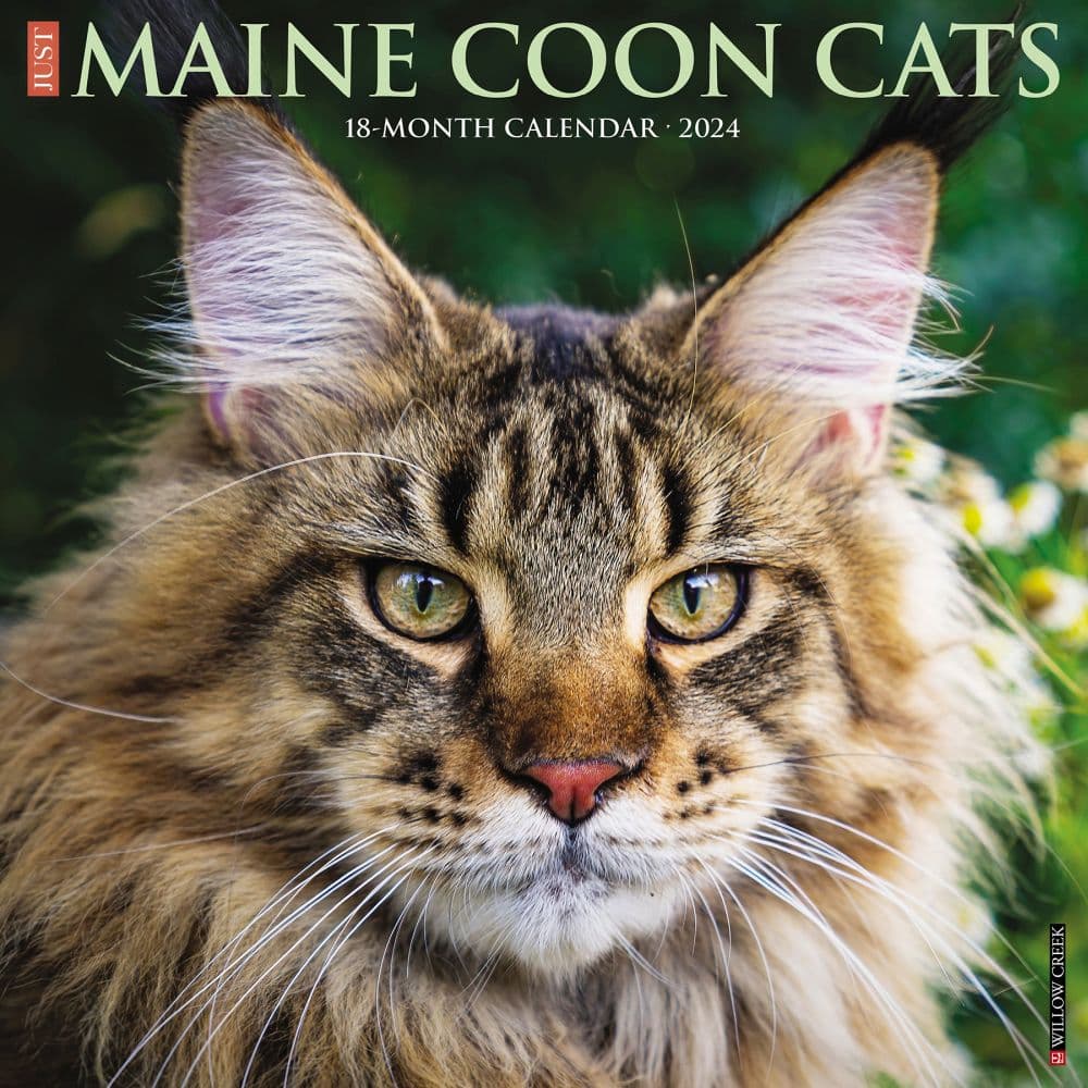 Just Maine Coon Cats 2025 Wall Calendar