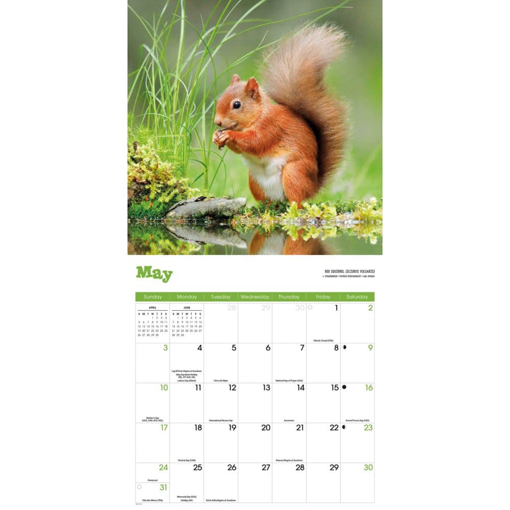 Squirrels 2026 Wall Calendar Second Alternate Image