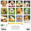 image Just Golden Puppies 2025 Wall Calendar First Alternate Image width="1000" height="1000"