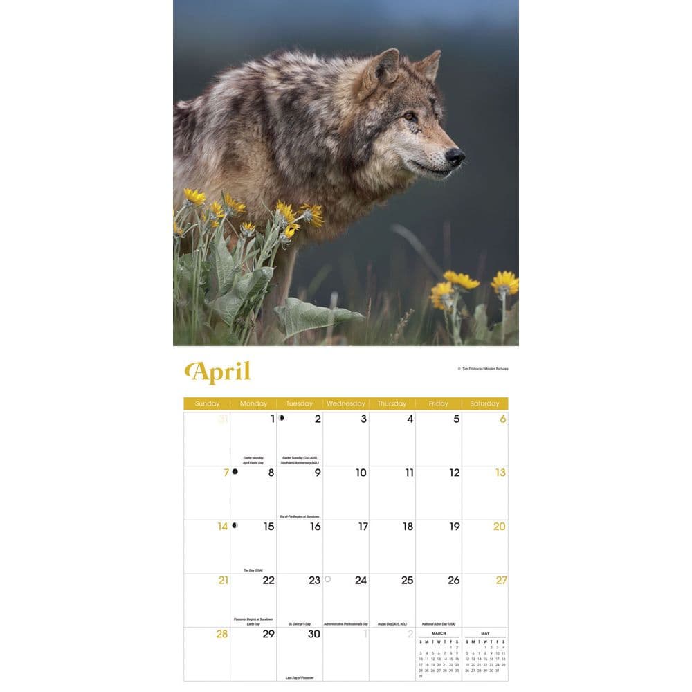 Wolves 2024 Wall Calendar Alternate Image 2