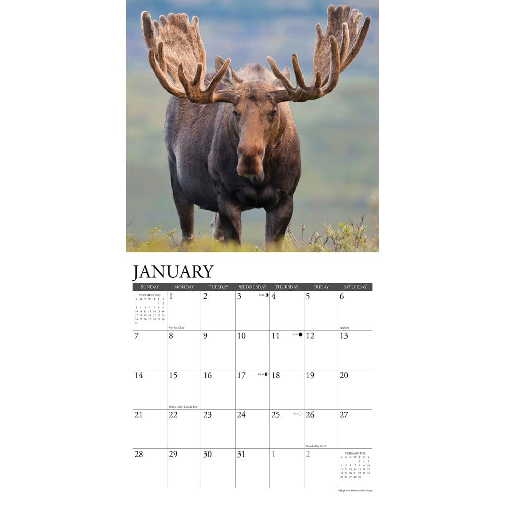 Just Moose 2024 Wall Calendar Alternate Image 2